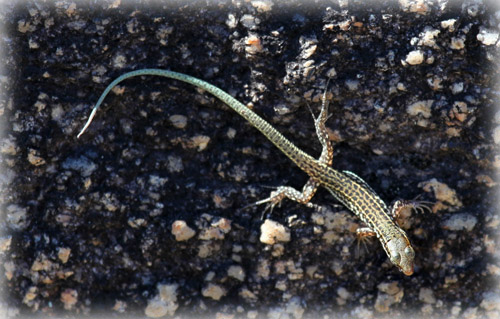 Hagedis - Tyrrhenian wall lizard (Podarcis tiliguerta)